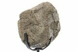 Fossil Hadrosaur Caudal Vertebra w/ Metal Stand - Texas #243651-1
